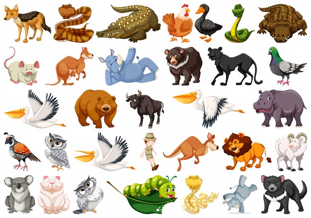 اسامی حیوانات (animals) در زبان انگلیسی با معنی فارسی